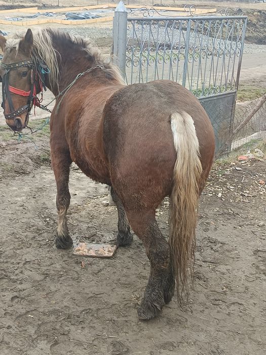 Vând iapa gestantă de patru luni la garanție la trăsături se probează