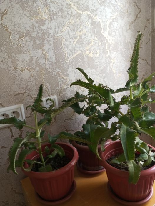 Готовый каланхоэ в горшке