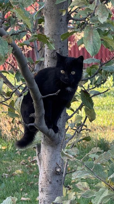 Отдам котенка (мальчик)