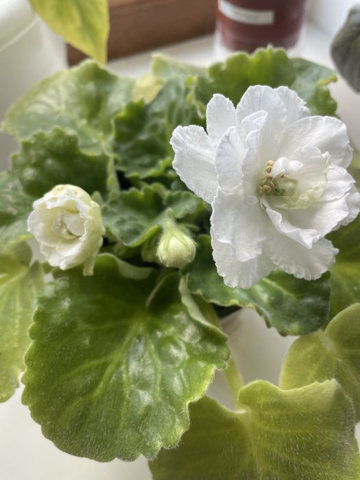 Продам цветы домашние фиалки