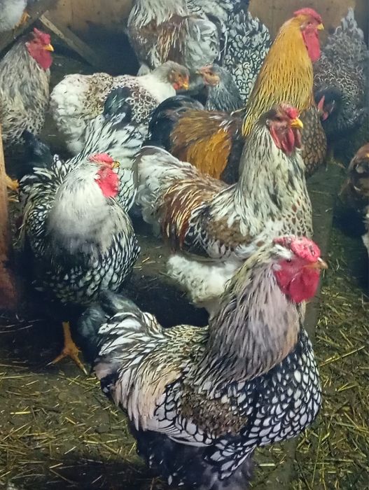 Cocosi wyandotte argintiu,GSG,Splesh