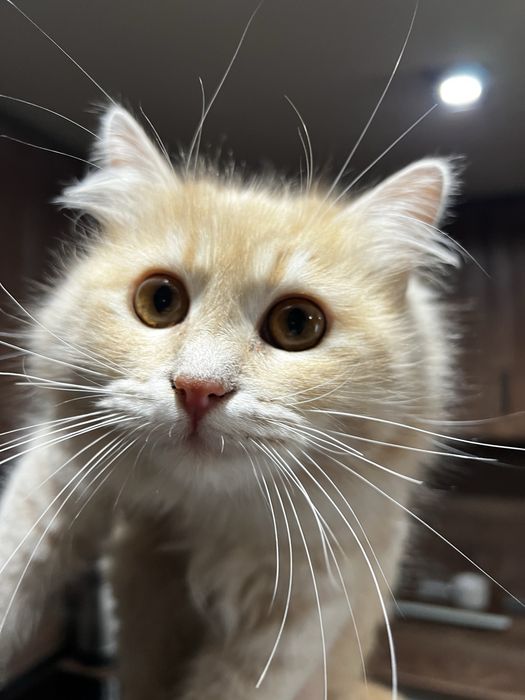 Подарявам две котета