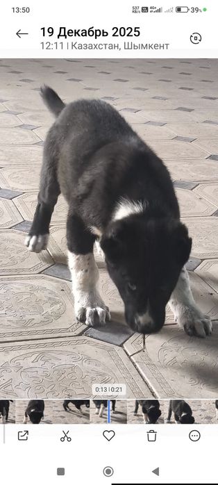 Тобет ит Арлан 4 месяц