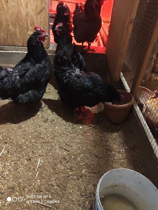 Инкубационные яйцо Австролорп