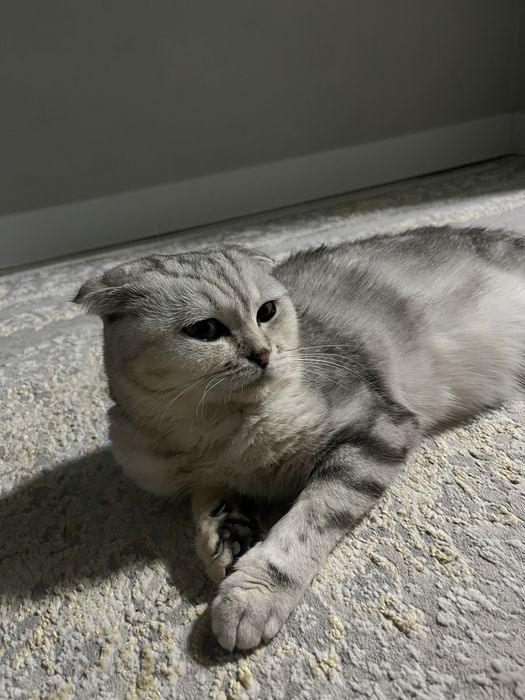 Кошка шотландская вислоухая