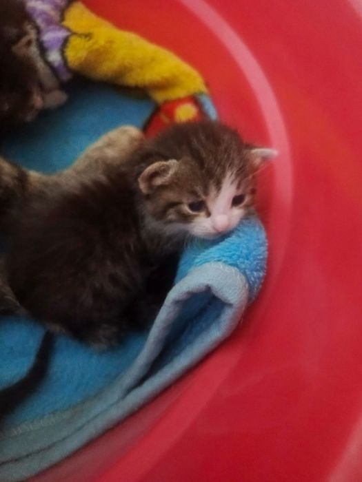 Отдаю котят в добрые руки
