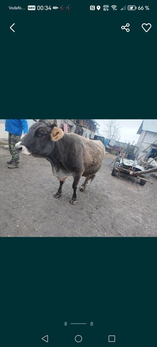 Vacă de vânzare frumoasă