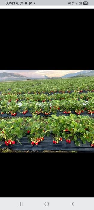 Продавам ягооди и малини расат