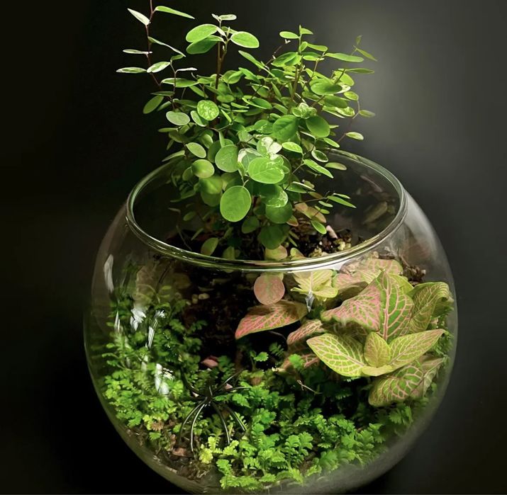 Флорариум|florarium