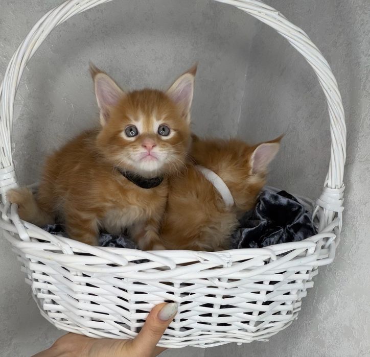 Котята мейн кун продажа