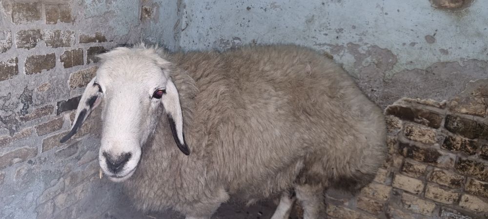 Куй сотилади вес 75кг