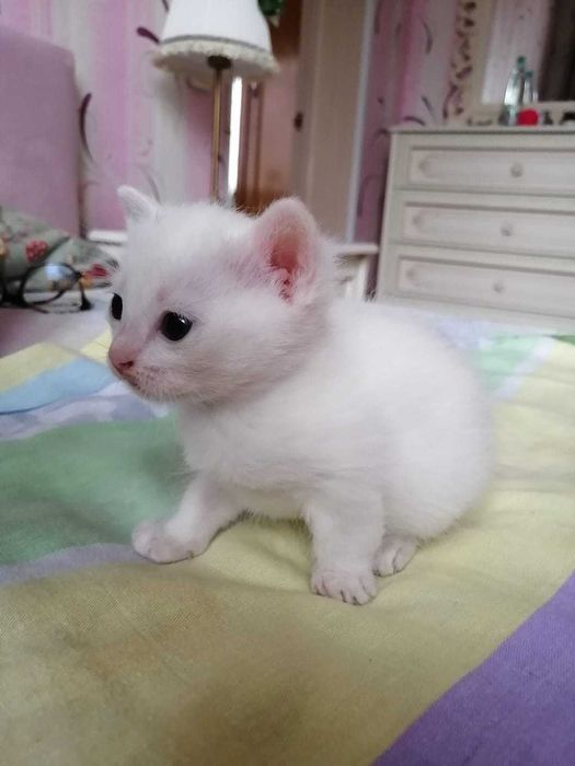 Котята белые 3 месяца все девочки лапочки