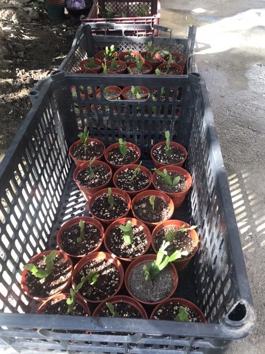 Шлюмбергера