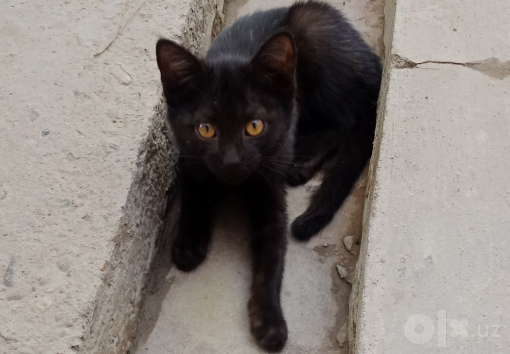 Котята,2,5мес,мальчики и девочки