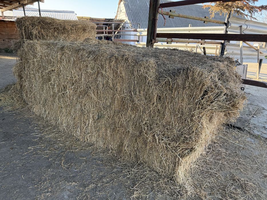 Baloti lucerna 500-600 kg