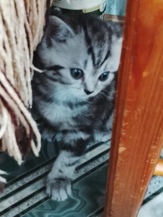 Котята вислоухие