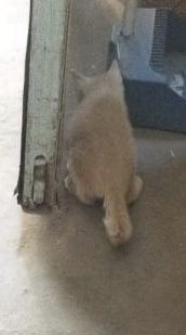 Котенок мальчик Г.Шу