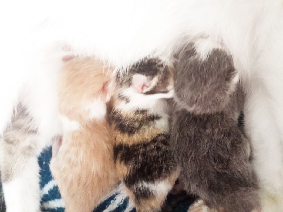 Отдам котят в хорошие руки