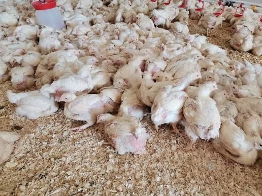 Pui albi de carne si rasa mixtă