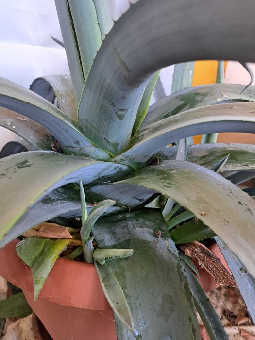 Vand Aloe Vera 15 ani