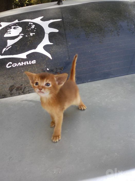 Продаётся котёнок