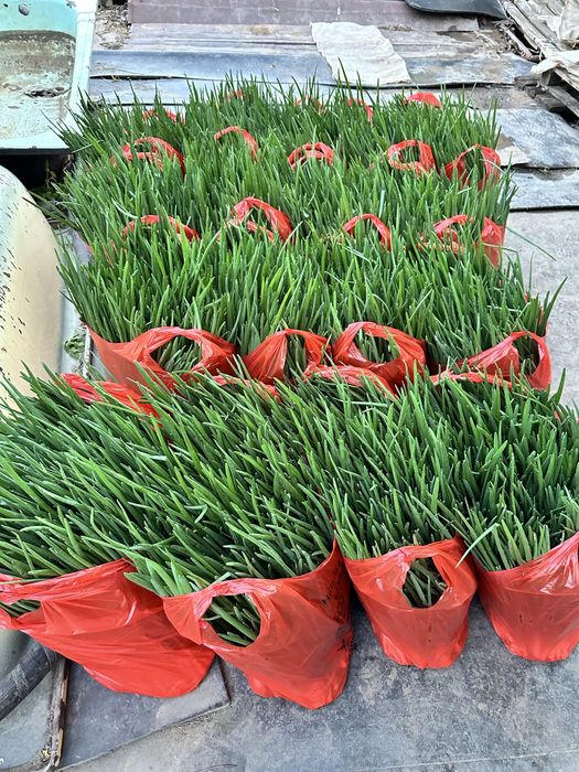 Зелень 50.до 1000