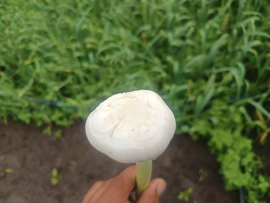 Usturoi verde de vânzare! 
Se poate vinde la bax / lădiță sau la fir ! 
Locație Dobrotești,Dolj 
0723466232 - Alin