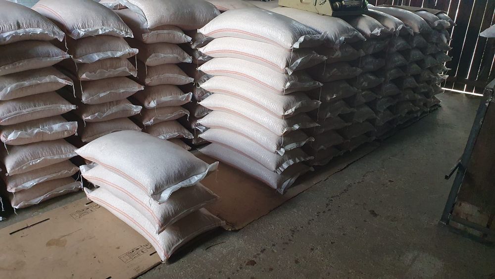 Porumb boabe - grăunțe