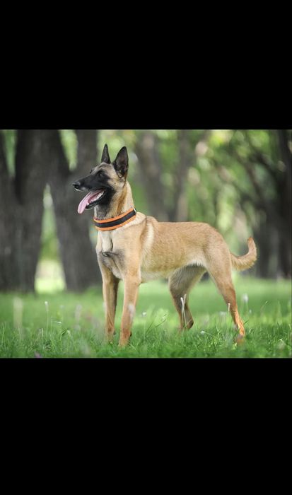 Малинуа еркек окд поиск білед ватсақа шығың