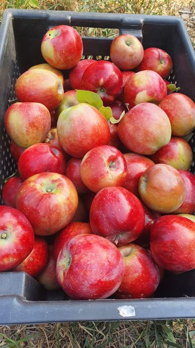 Крестьянское хозяйство 2.2 га