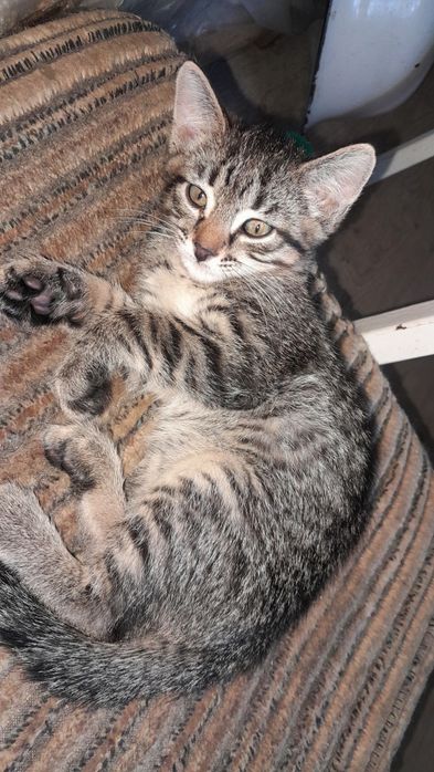 Отдам котенка-мальчик