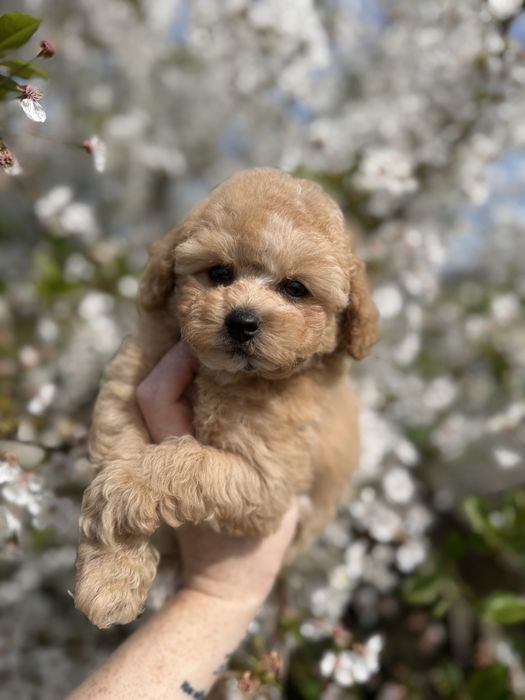 Fetita Maltipoo Toy