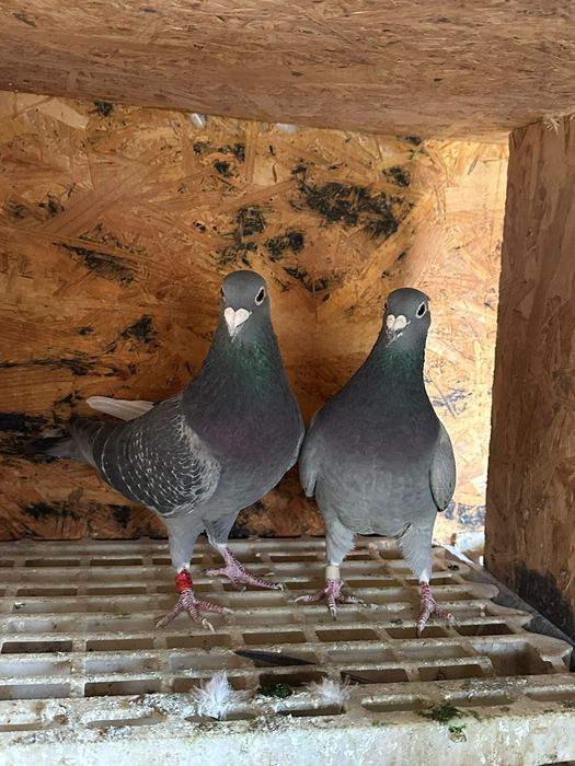 Vând porumbei,porumbei zburati,citiți descrierea