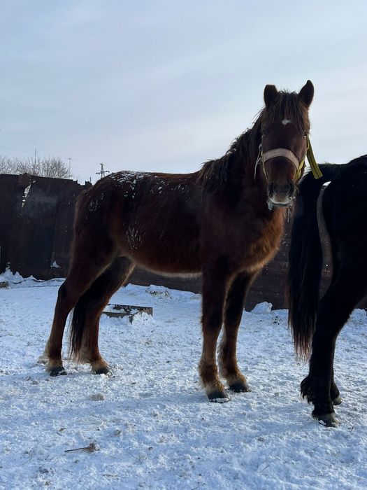 4 Жасар Айғыр сатылады