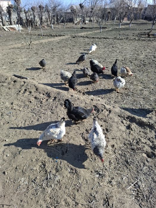 Тауыктар сатылады