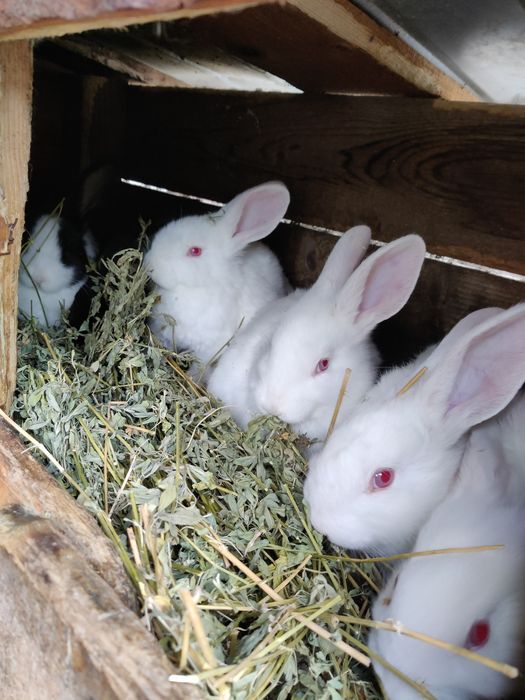 Vând iepuri încrucișați Hycole × Californian × Uriaș German