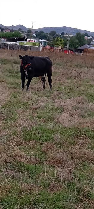 Vaca.