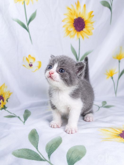Скотиш фолд страйт