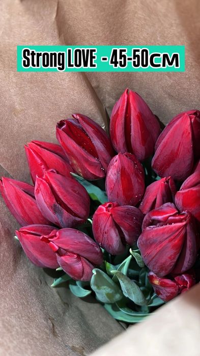 ТЮЛЬПАНЫ!!! Талдықорған!