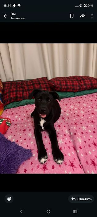 Продам лабрадора 3 месяца