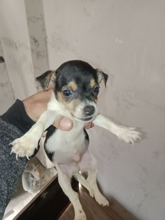 Джек Рассел Терьер