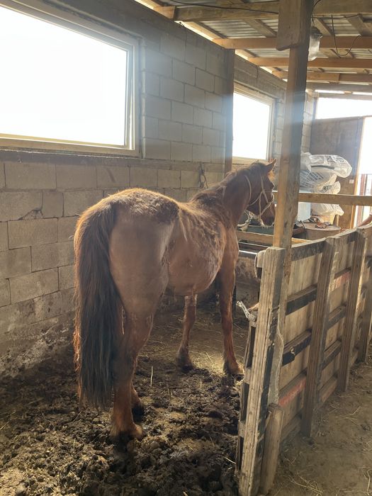 Бие сатылады 7 жасар