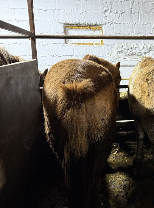 Лошади с откорма