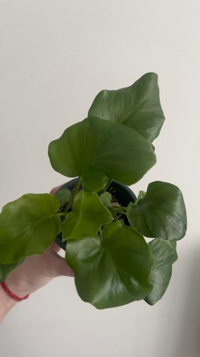 Филодендрон дваждыперистый