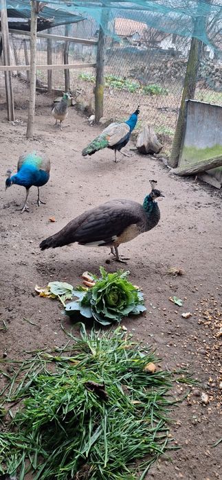 Fazani auriu pe rosu,pauni,struti nandu!