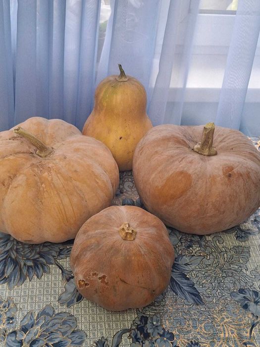 Сладкая сочная тыква.