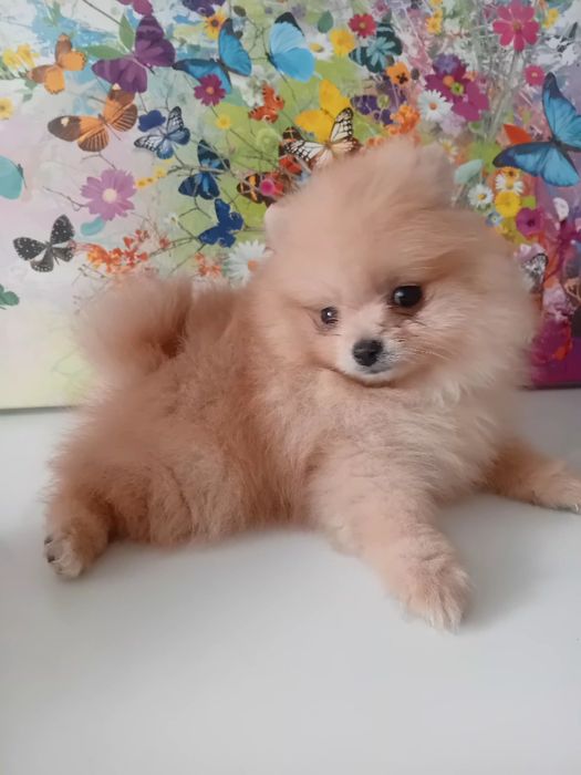 Померанче  -  момченце