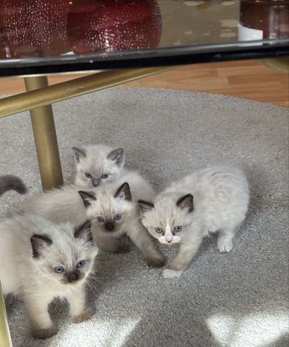 търсят си нов дом