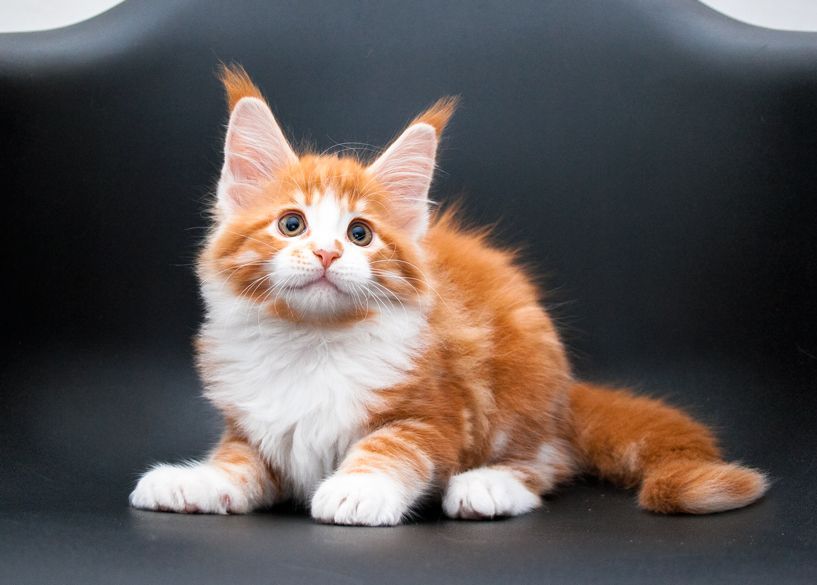 Котята мейн кун из питомника