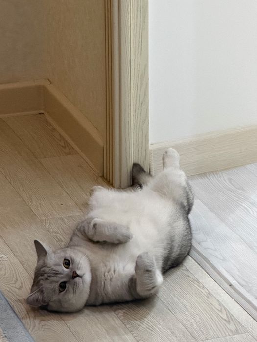 отдам кота добрые руки